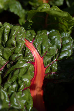 Chard leaves in vegetable garden in summer