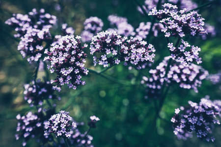 Pretty purple flowers on a fuzzy green backgroundの写真素材