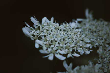 White flowers on a black background. Close-up. Floral backgroundの写真素材