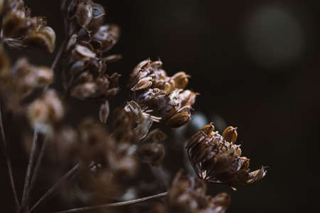 Seed flower in nature. Close-up. Nature backgroundの写真素材