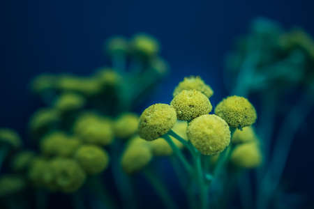 Close-up of a bouquet of yellow flowers on a black backgroundの写真素材