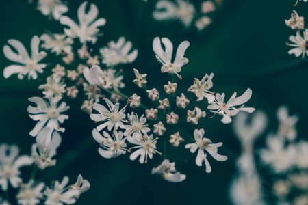White flowers on a black background. Close-up. Floral background