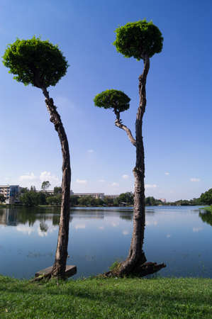 Two trees
