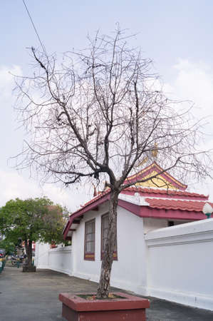 Dead tree near the temple in Bangkok of Thailandの写真素材