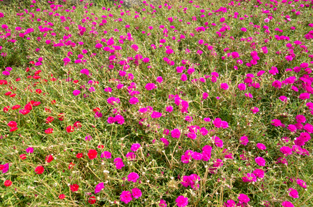 beatiful sage rose in the large fieldの写真素材