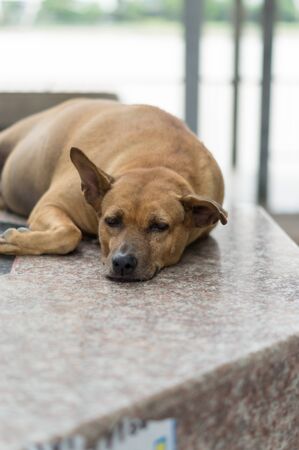 Stray dog lying on the floor of a templeの写真素材