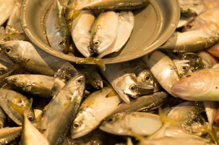 Several fishes available on fresh marketの写真素材