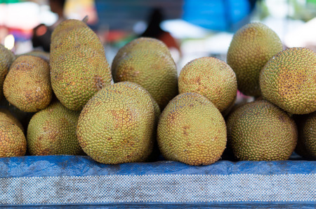 Jack fruit or moraceae on morketの写真素材