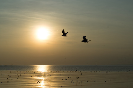 marvelous seagulls at Bangpu seaside in winter season