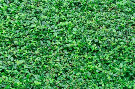 Green bush or grass texture for decoration work, green grass backgroundの写真素材