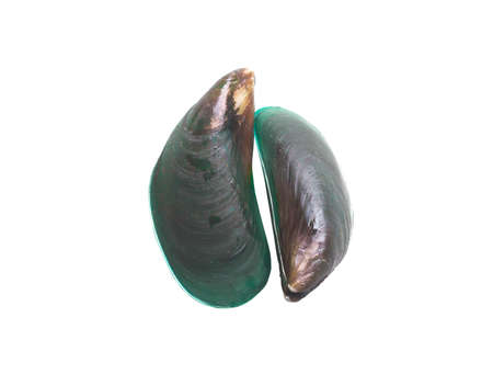 Fresh green mussels are isolated on white background. Two clams are dicut prepared for use.