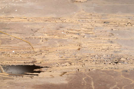 Wooden floor in abandened old house is destroyed by termites, background texture concept.