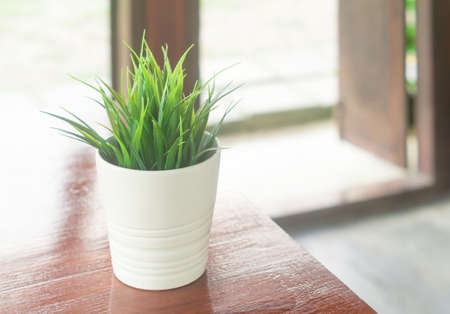Snake plant in white flowerpot on table is in restaurant with soft lihgt in the evening.の写真素材