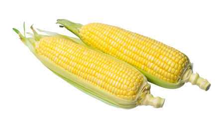 Two pods of fresh beautiful yellow sweet corn are isolated on white background with clipping path....