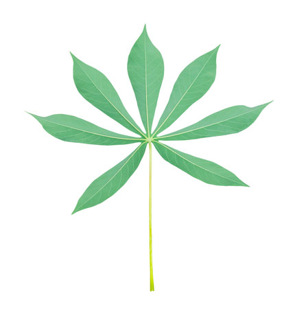 Top view photo of back side of single cassava leaf is isolated on white background with clipping path.の写真素材