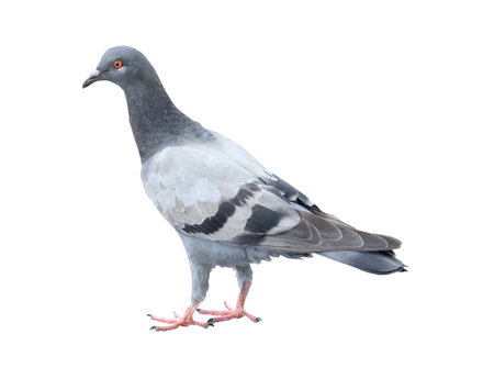 Single wild pigeon standing is isolated on white background with clipping path.の写真素材
