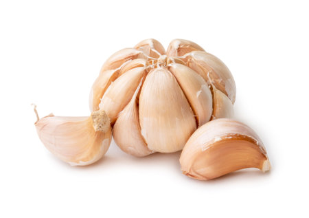 Single fresh white garlic bulb with segments is isolated on white background with clipping path, Thai herb is great for healing several severe diseases, heart attackの写真素材