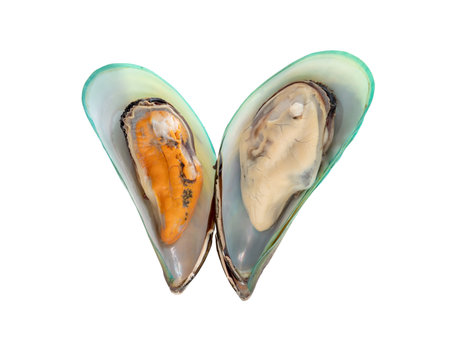Steamed or cooked food of fresh beautiful green mussels are isolated on white background with clipping path.の写真素材