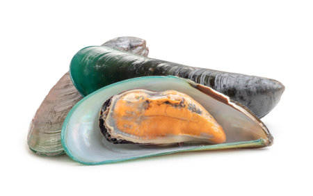 Steamed or cooked food of fresh beautiful green mussels in stack is isolated on white background with clipping path.の写真素材