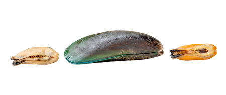 Set of steamed or cooked food of separated fresh beautiful green mussels is isolated on white...