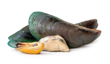 Steamed or cooked food of fresh beautiful green mussels in stack is isolated on white background with clipping path.の写真素材