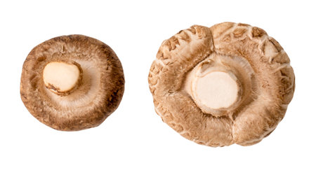 Top view set of Fresh shiitake mushrooms are isolated on white background with clipping path. Japanese and Chinese herbの写真素材