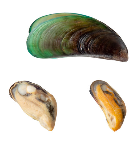 Top view of cooked or steamed green mussels meat with shell is isolated on white background with clipping path.の写真素材