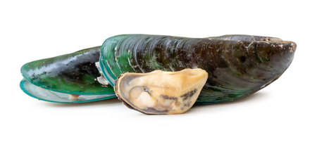 Steamed or cooked food of fresh beautiful green mussels in stack is isolated on white background with clipping pathの写真素材