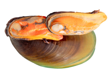 Side view of three cooked green mussels in meat and shell in pile is isolated on white background with clipping path.の写真素材