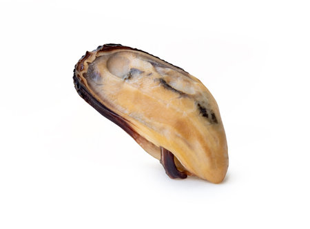 Side view of single cooked green mussels meat is isolated on white background with clipping path.の写真素材