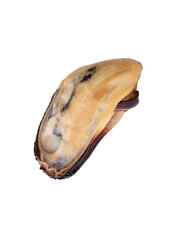 Side view of single cooked green mussels meat is isolated on white background with clipping path.