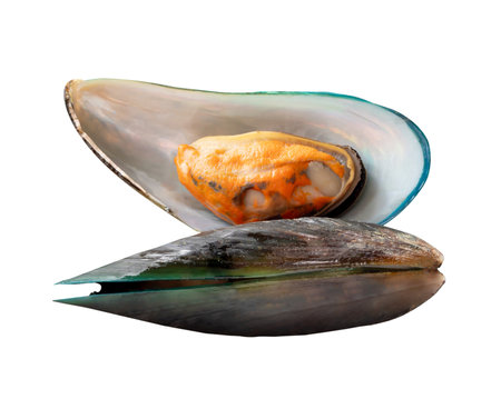 Top view of two cooked or steamed green mussels in stack is isolated on white background with clipping path.の写真素材
