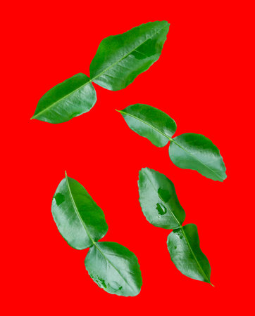 Top view set of four green bergamot or kaffir lime leaves is isolated on red background with clipping path.の写真素材