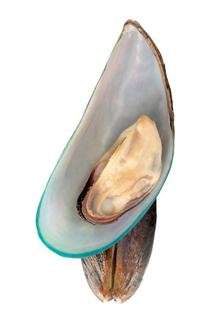 Top view of two cooked or steamed green mussels in stack is isolated on white background with clipping path.の写真素材