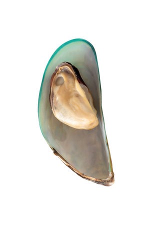 Top view of single cooked or steamed green mussels is isolated on white background with clipping path.の写真素材