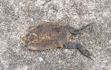 Top view of toad carcass was step on or crushed by car on cement or concrete floor.
