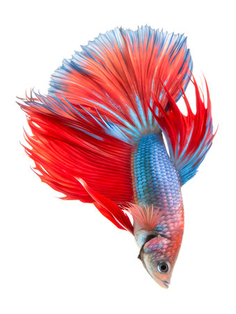 A beautiful blue and red Siamese fighting fish or betta is isolated on white background and generative with AI.の素材