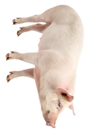 A fat pink pig standing with right side view is isolated on white background and generated with AI.の素材