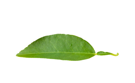 One green lemon leaf is isolated on white background with clipping path.の写真素材