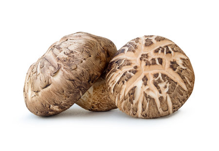 Front view of two shiitake mushrooms in stack are isolated on white background with clipping path.の写真素材