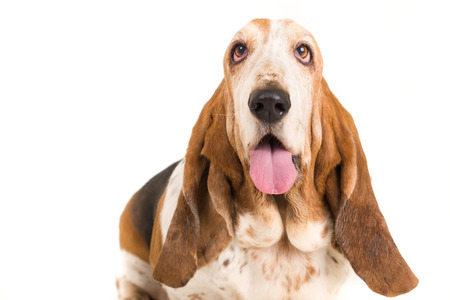 Head shot of Basset Hound on white backgroundの写真素材