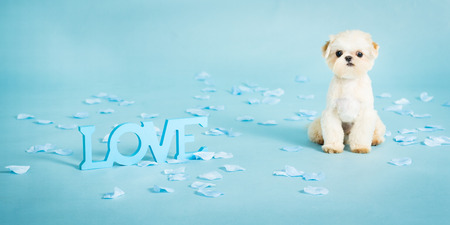 Picture of a small pekingese puppy の写真素材