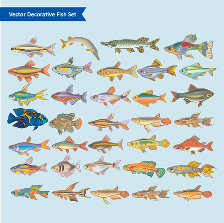 Fish Vector collectionのイラスト素材