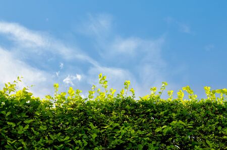Wall green leaves and blue sky with space for textの写真素材