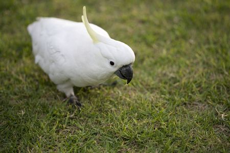 Cockatooの写真素材