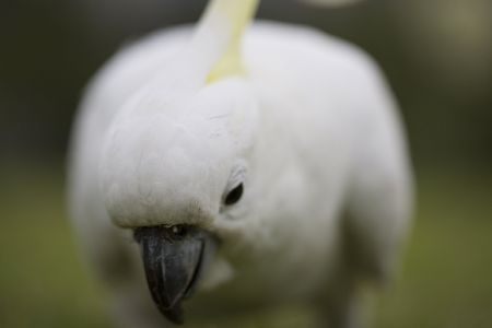 Cockatooの写真素材