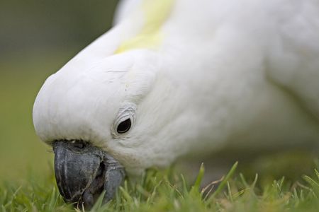 Cockatooの写真素材