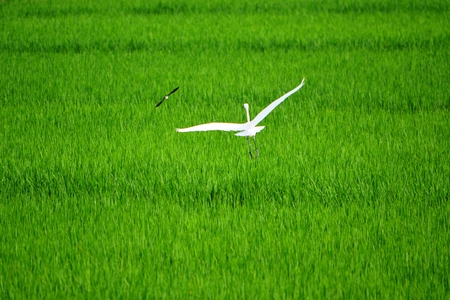 Accompanyの写真素材