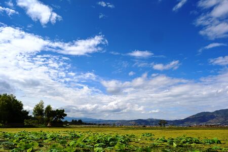 green under blueの写真素材