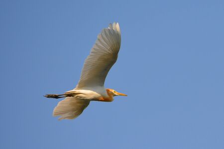 Flying birdの写真素材